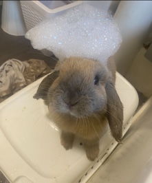 English Lop – lop free to good home