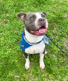 Staffordshire Bull Terrier – Staffordshire bull terrier(un neutered)