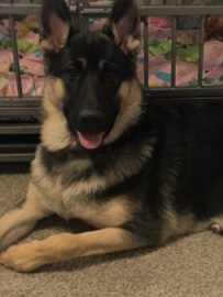 German Shepherd – German Shepherd/Husky – Polk City