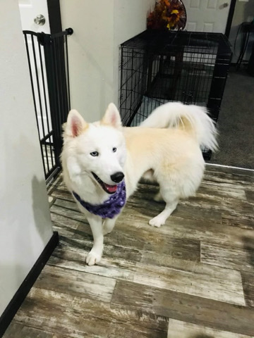 Siberian Husky – Siberian Husky needs Rehome