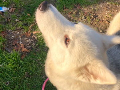 Siberian Husky – White female huskey – Hyattsville