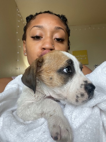 Rottweiler – Male Pitweiler Puppy