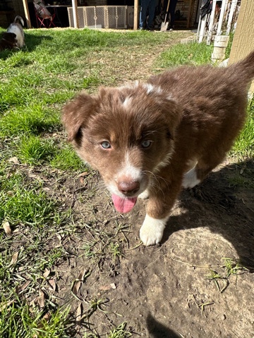 Australian Shepard puppies!