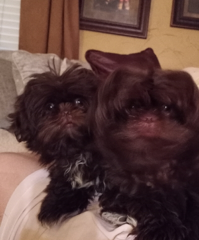 Shih Tzu