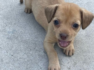 Chihuahua – Chihuahua puppies – San Bernardino