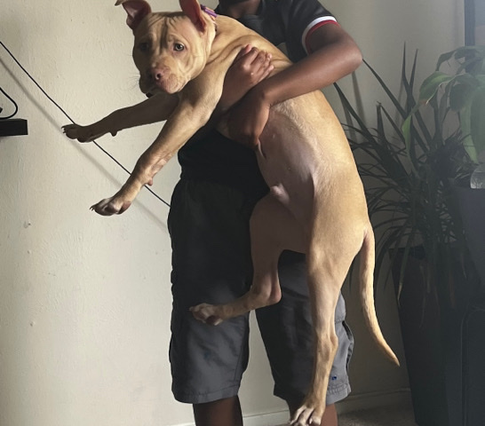 American Bully