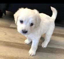 lovely puppies