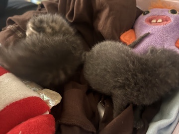 American Shorthair – 2 Bonder Dark hair kittens – Lake Jackson