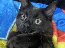 Bombay – Sweet 5-Month-Old Bombay Kitten for Sale in Phoenix – Phoenix