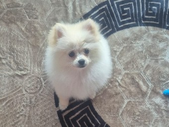 dog – Maidstone