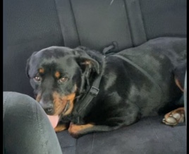 Rottweiler – Full Breed Rottweiler