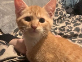 American Shorthair – Friendly 1-Year-Old American Shorthair Cat – Indoor Pet – Birmingham