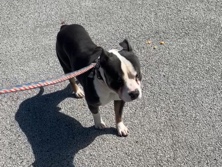 American Pit Bull Terrier – Friendly Trained Pitbull – Chicago
