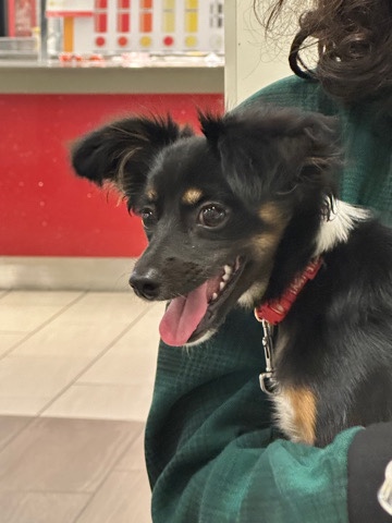 Chihuahua – Chihuahua & dachshund puppy dog (Chiweenie)