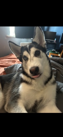 Siberian Husky – male Siberian husky