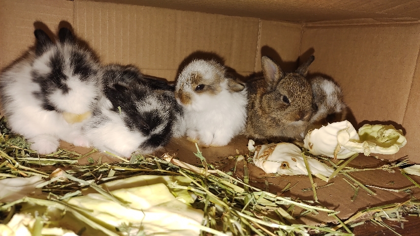 Bunnies for sale home needed desperately
