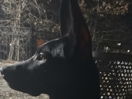 Labrador Retriever – Houston – McKinney