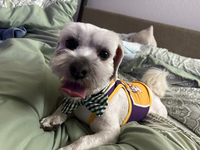 found dog