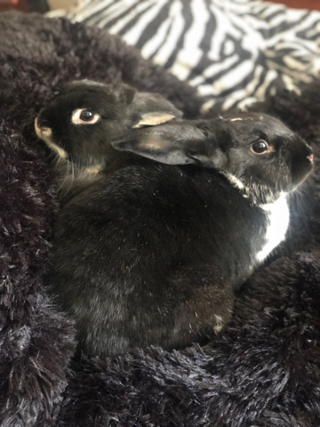 rehome 2 bunnies