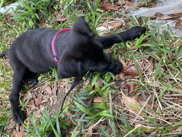 10-Week-Old Puppy Looking for a Loving Home – Dahlonega