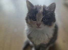 kittens – Nottingham