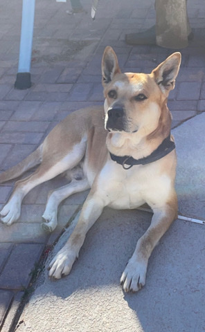 6 year old Shepherd mix