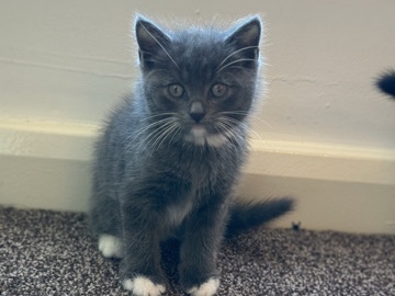 British Longhair – we’re looking for a new home – Liverpool