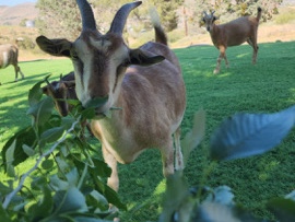 Goat – Drawf Goats – Santa Clarita