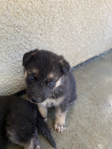 German Shepherd – puppies for sale