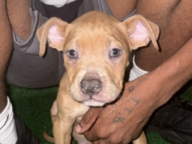 American Pit Bull Terrier – American pit/Stafforshire terrier – College Park