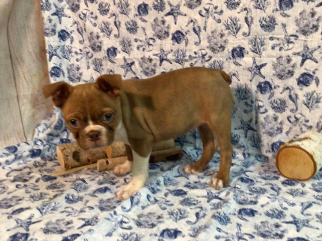 Boston Terrier – ABBA……..female Boston