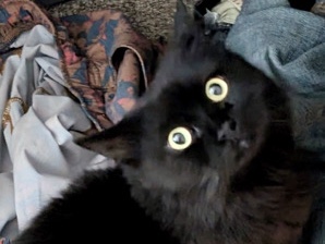Munchkin – Fluffy Munchkin looking for Furever Home – Los Angeles