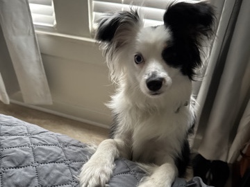 Australian Shepherd – Mini Australian Shepard – Kilgore