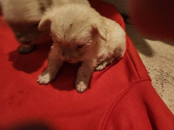 maltipoo