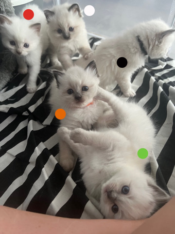 Ragdoll – 5 Gorgeous Ragdolls for sale 🤍