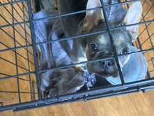French Bulldog – frenchie – Humble