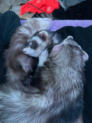 ferret – 3 bonded ferrets