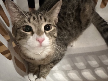 American Shorthair – Bella – Hartford