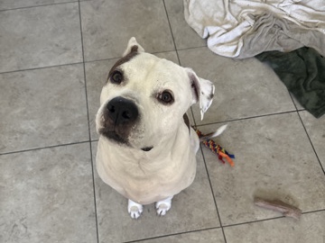 Boxer – rehome for pitbull boxer 😔 – Deerfield Beach