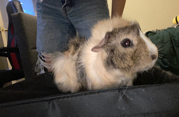 4 male guinea pigs