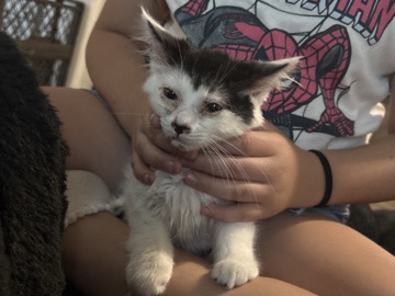 rehoming found kitten – Modesto