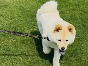 Bella the pretty Dog ***