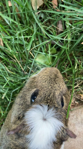 Any – Guinea pig