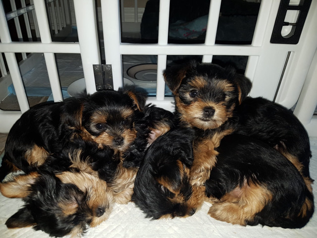 Yorkshire Terrier – Yorkshire Terrier puppies