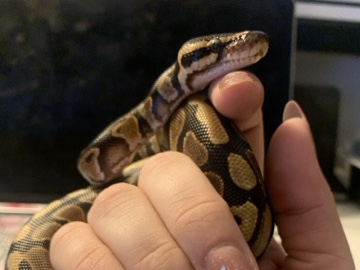 Urgently Rehoming Ball Python