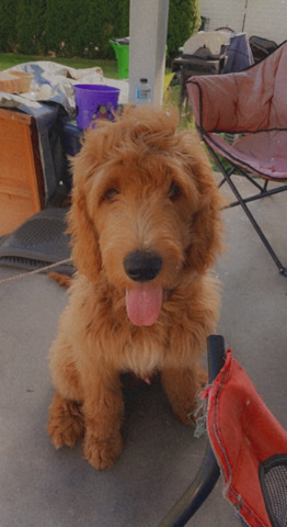 Goldendoodle