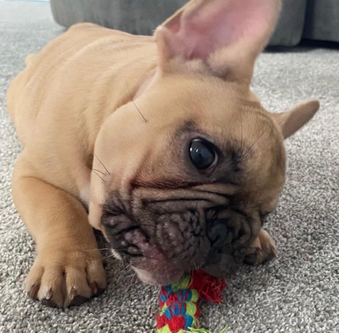 French Bulldog – Adorable French Bulldog Puppies