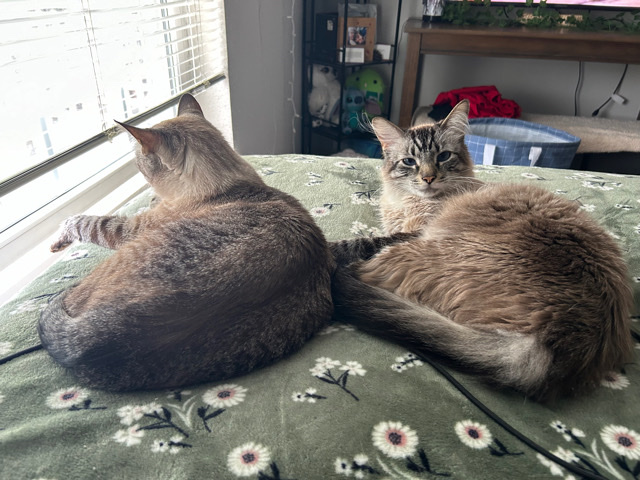 Need home for two cats.