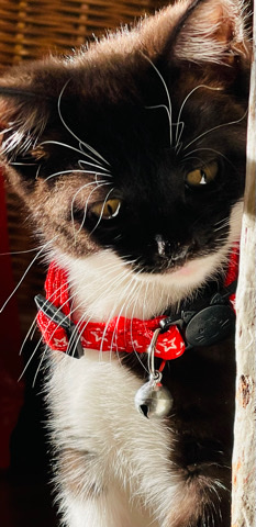 British Shorthair – Female tuxedo kitty