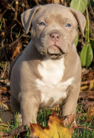 American Pit Bull Terrier – cute and adorable america bullies puppies